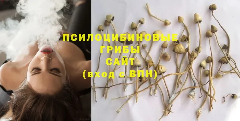 Псилоцибиновые грибы GOLDEN TEACHER  Скопин 